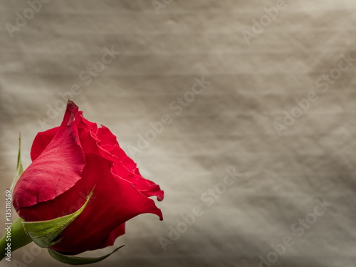 Isolated red rose blossom on neutral background