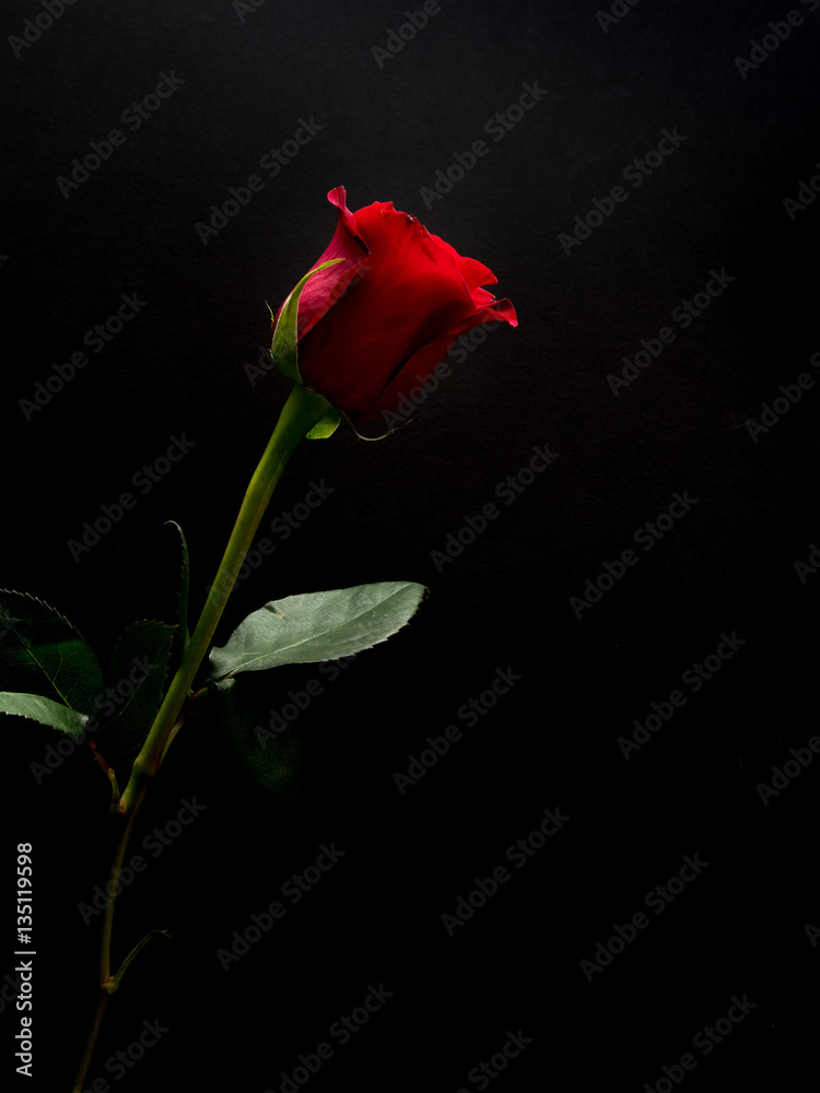 Long stem red rose on black background Stock Photo | Adobe Stock