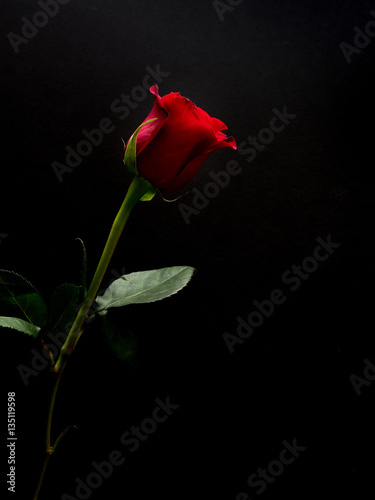 Long stem red rose on black background