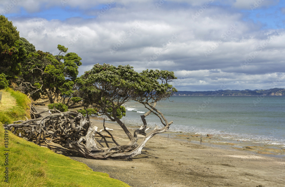 Army Bay Beach Auckland