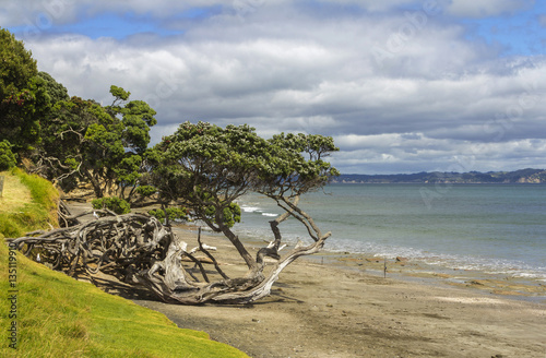 Obraz na płótnie Army Bay Beach Auckland w salonie