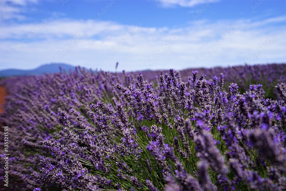 Lavender field under the sky