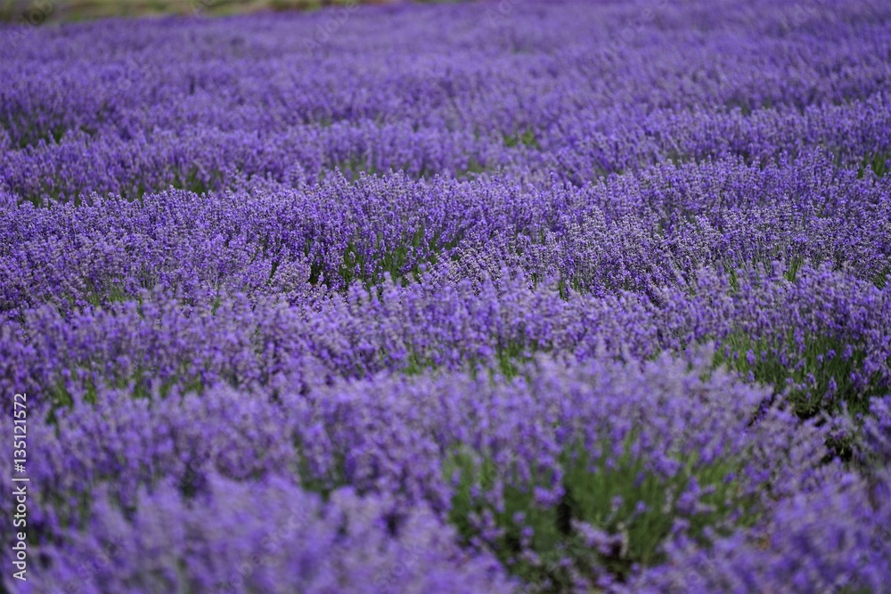 Lavender field