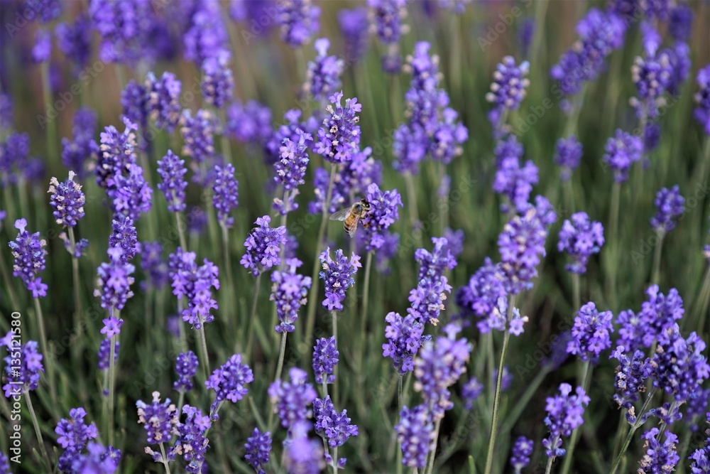 Lavenders and a bee Lavenders and a bee