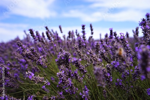 lavender field under blue sky © Shu