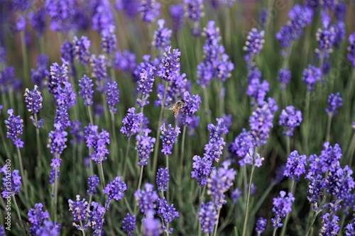 Lavenders and a bee