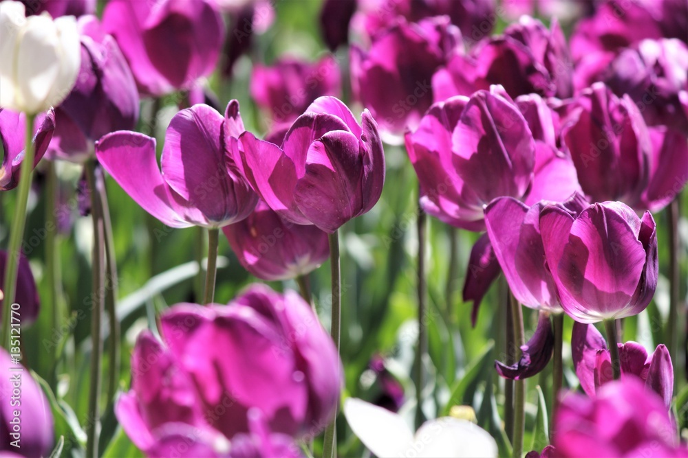 Fototapeta premium Purple tulip flowers