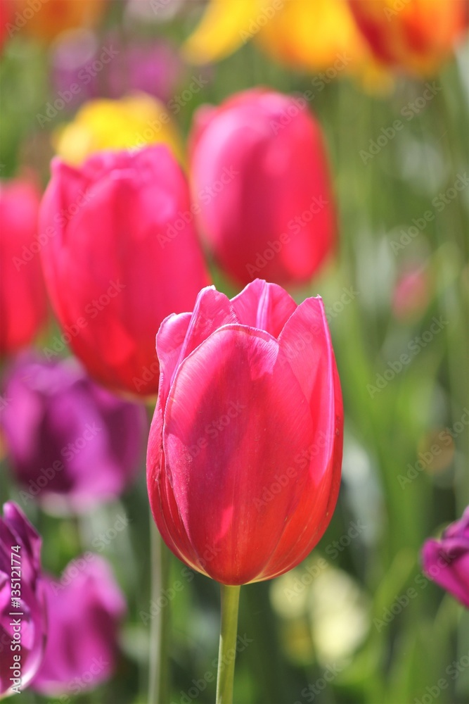 Fototapeta premium Red tulips