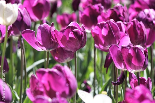 Purple tulip flowers