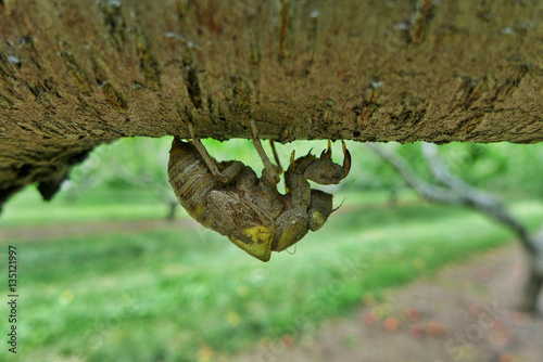 The molted skin of a Cicada insect hanging on branch in an orchard