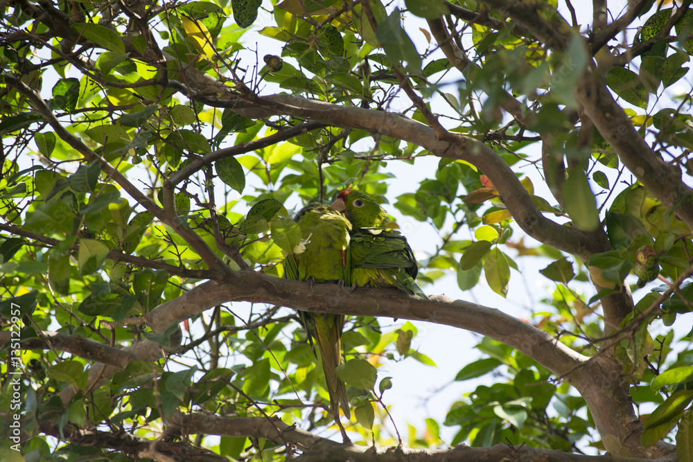 Parakeet couple on the branch on the tree