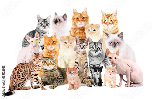 Canvas Print Group of cute cats on white background