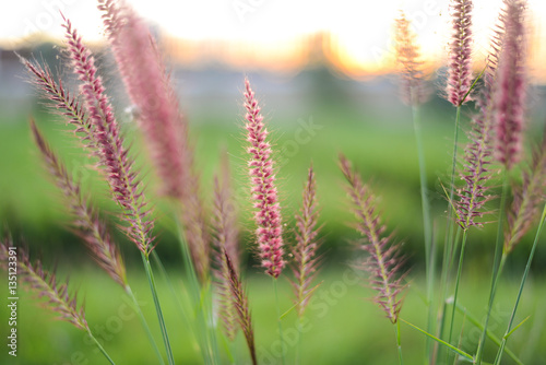 Mission grass  Flowering grass  in Sunset