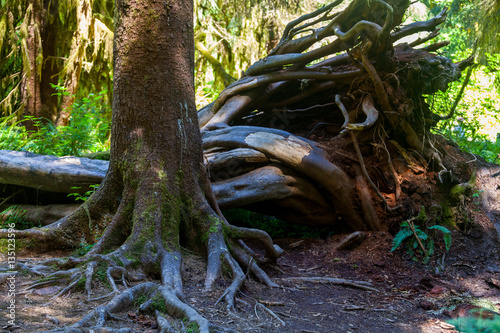 Fototapeta Naklejka Na Ścianę i Meble -  Fallen tree in Hoh Rain Forest Olympic National Park Washington