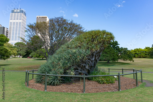 Dragon tree in Sydney Royal Botanic Garden photo