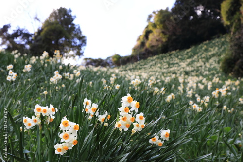 Fototapeta Naklejka Na Ścianę i Meble -  灘黒岩水仙郷