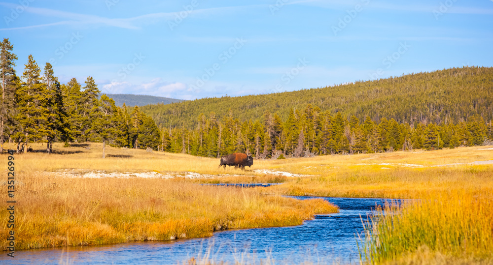 Yellowstone National Park, Wyoming.  Lone Bison Buffalo crossing a river in a golden field.
