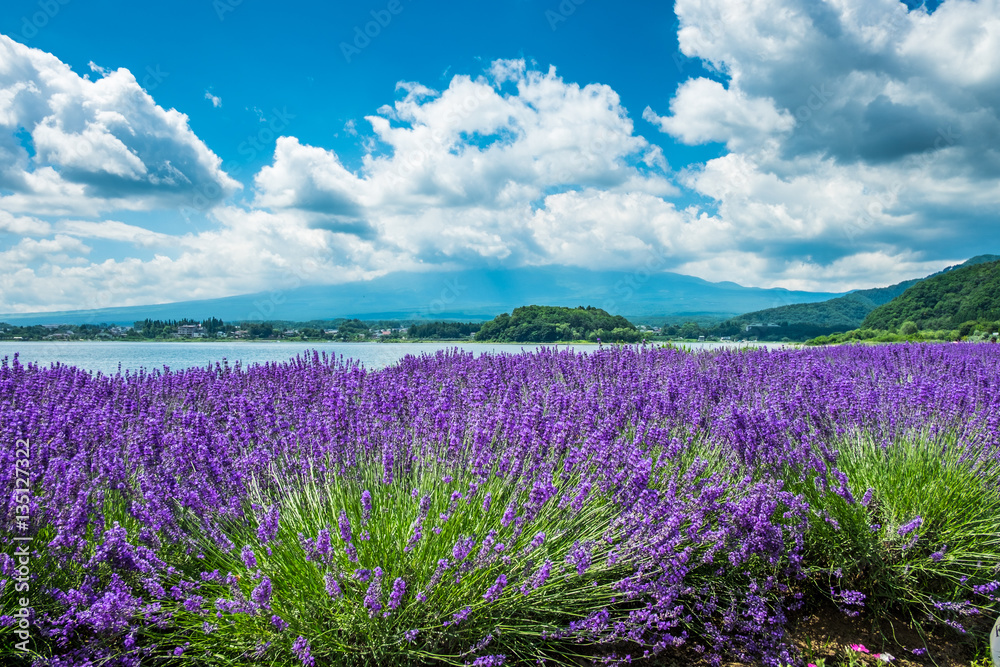 Fototapeta premium lavender fields