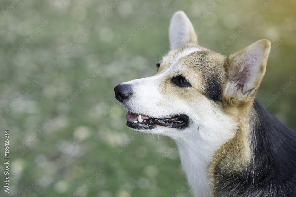 Fototapeta premium Corgi dog on the grass in summer sunny day