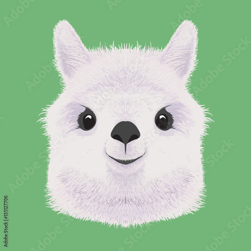 alpakas vector illustration