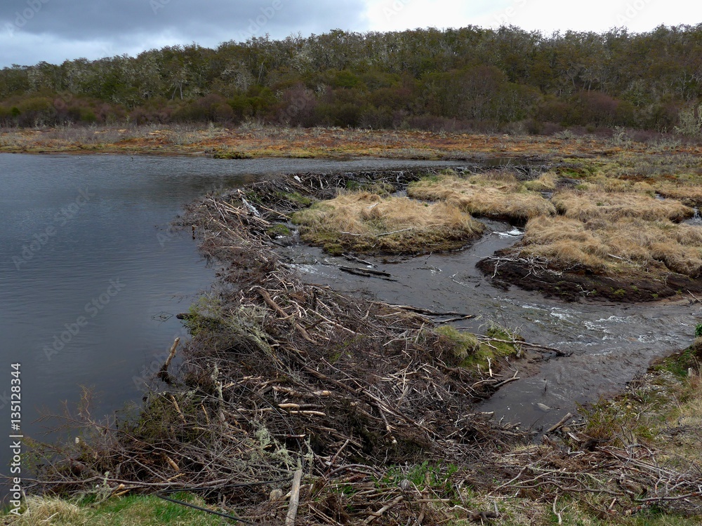 A beaver dam in Parque Nacional Tierra del Fuego, southern Patagonia. A beaver dam in Parque Nacional Tierra del Fuego, southern Patagonia.