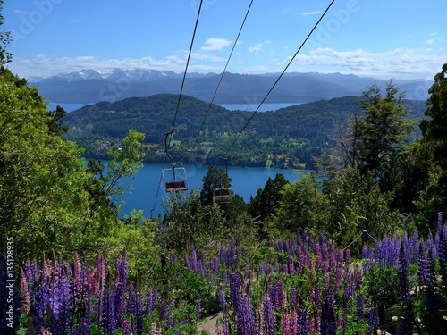 Lupines in full flower on Cerro Campanario in the Lakes District of Argentina