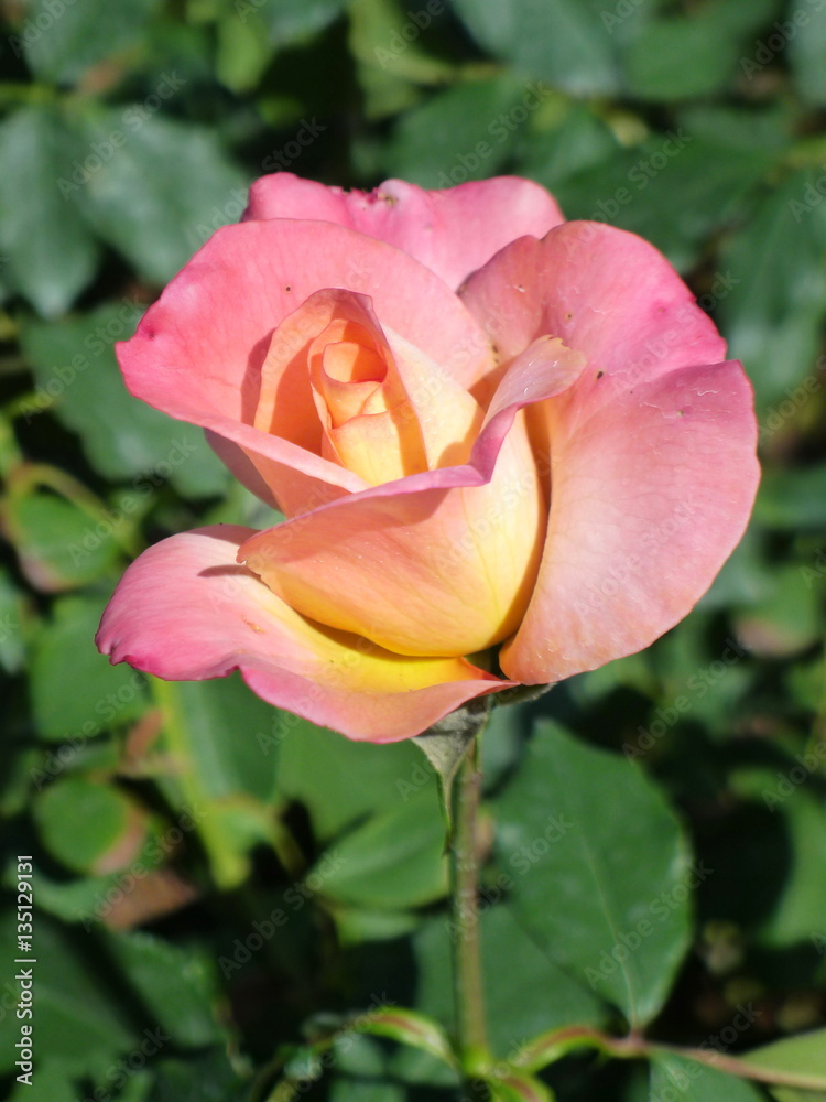 Yellow pink rose  / Tropical Rose Garden 