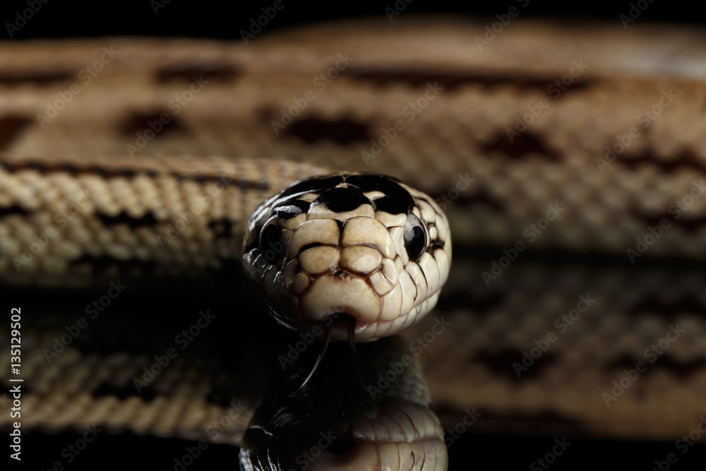Fototapeta premium Eastern kingsnake or common king snake, Lampropeltis getula californiae, isolated black background