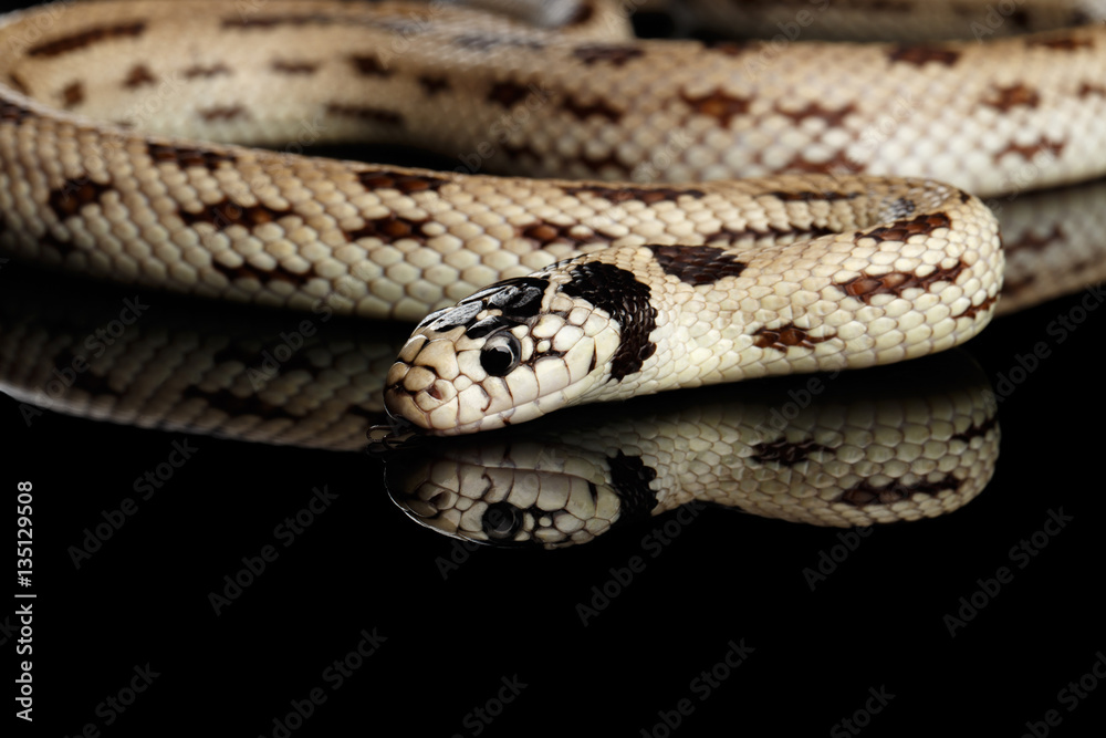 Eastern kingsnake or common king snake, Lampropeltis getula californiae, isolated black background Eastern kingsnake or common king snake, Lampropeltis getula californiae, isolated black background