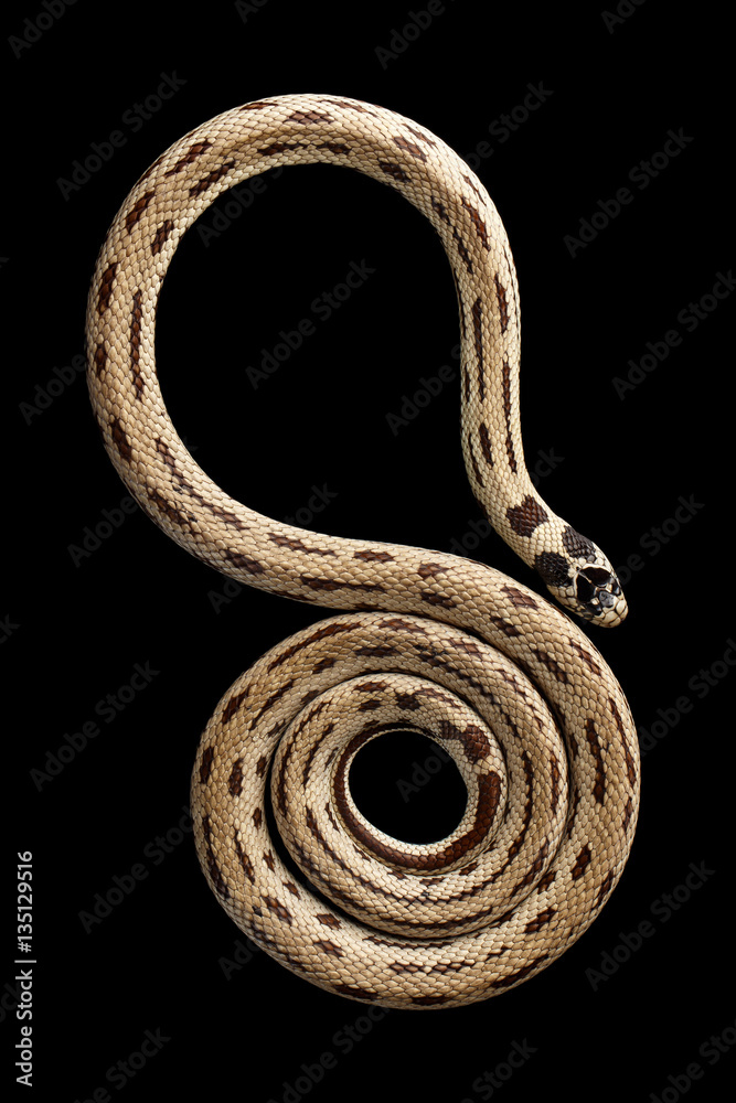 Fototapeta premium Eastern kingsnake or common king snake, Lampropeltis getula californiae, isolated black background