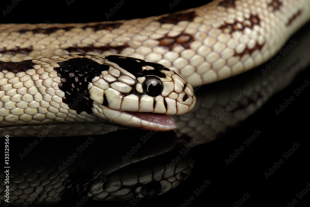 Obraz premium Eastern kingsnake or common king snake, Lampropeltis getula californiae, isolated black background
