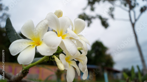 Champa Flower Lao National Flower 