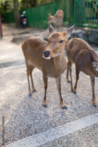 Deer walking at park