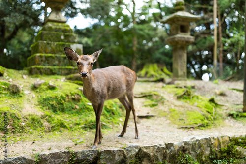 Deer in temple