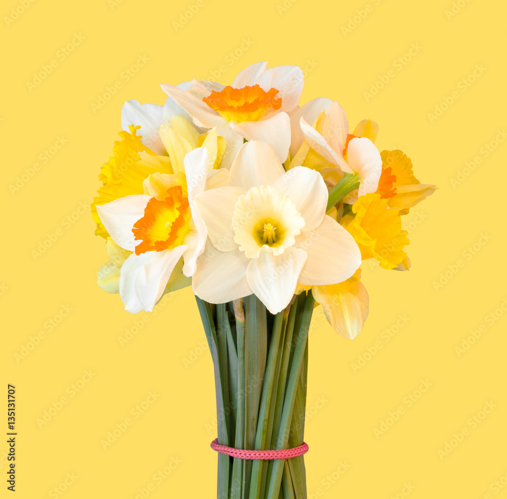 a bouquet of daffodils isolated on yellow background