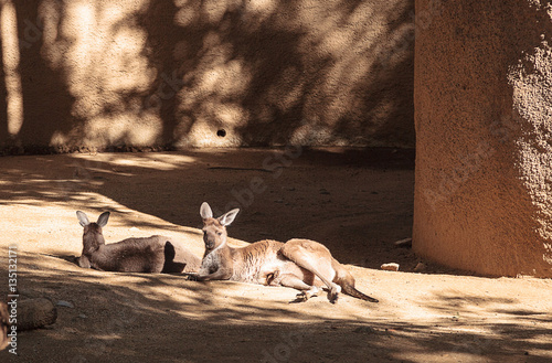 Kangaroo relaxes on the sand in front of rocks. photo