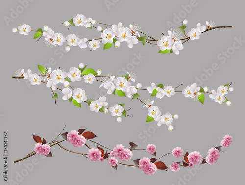 Tree branch, spring flowers 3d vector set