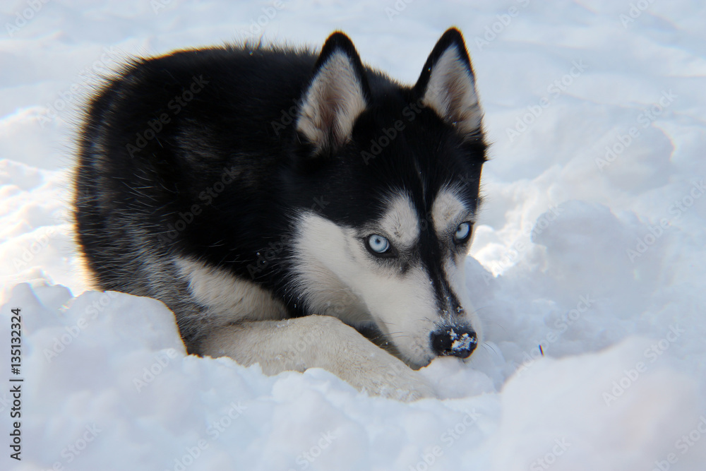 Husky Nibbling Snow/Siberian Husky eating snow