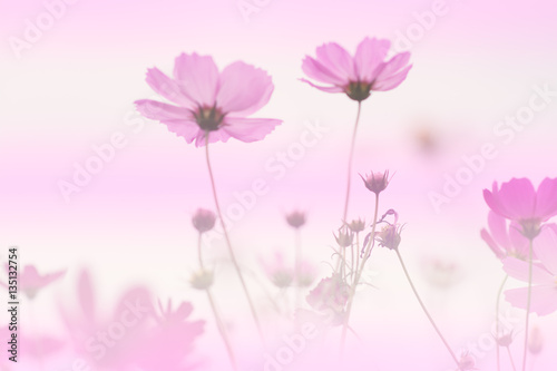 Fototapeta Naklejka Na Ścianę i Meble -  cosmos flower background