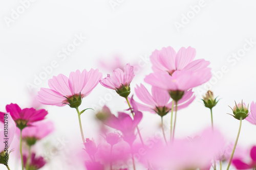 cosmos flower soft focus on white background