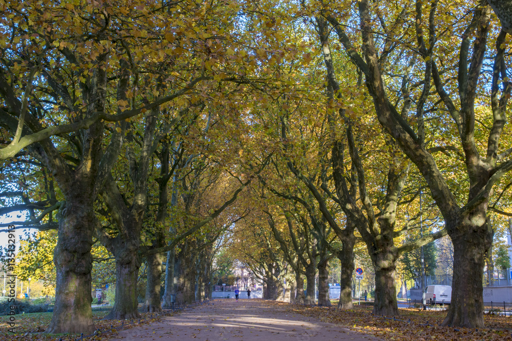 Autumn avenue of plane trees