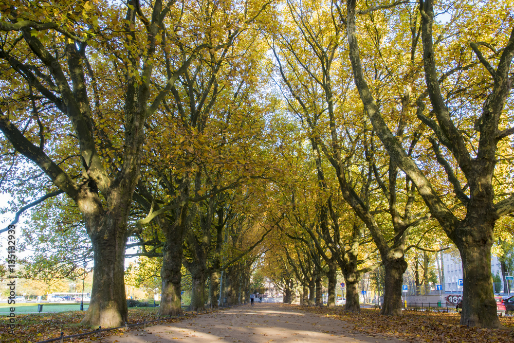Naklejka premium Autumn avenue of plane trees