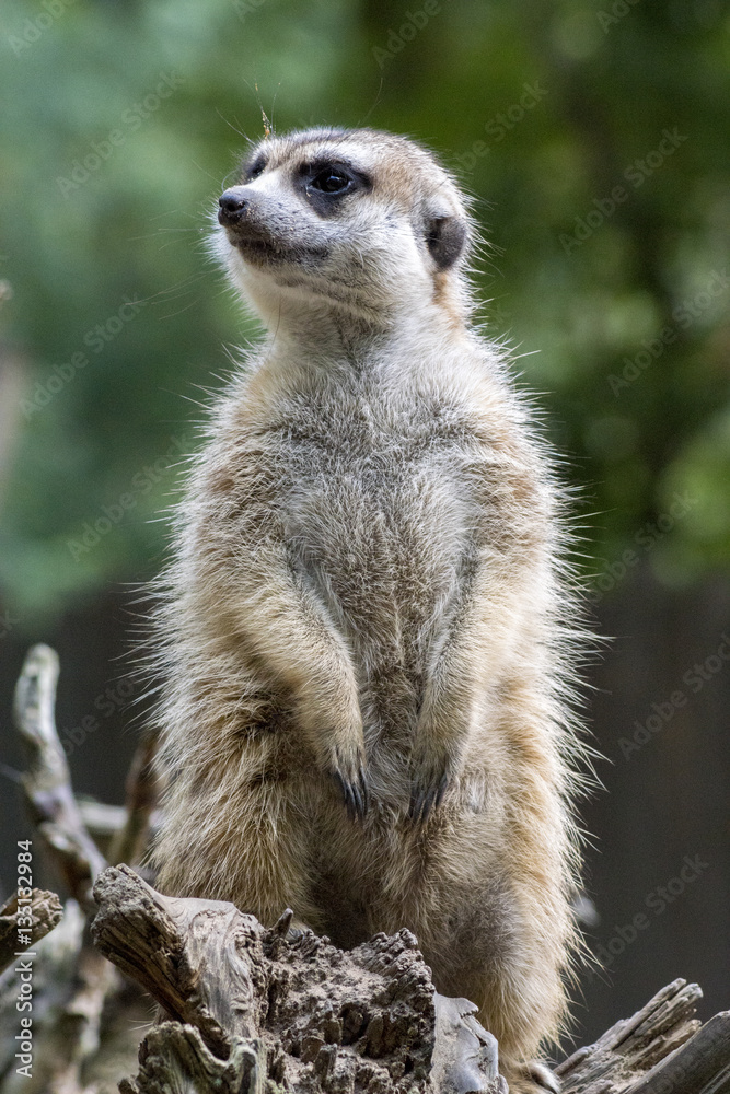 meerkat sitting on the lookout in a tree meerkat sitting on the lookout in a tree