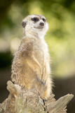 meerkat sitting on the lookout in a tree