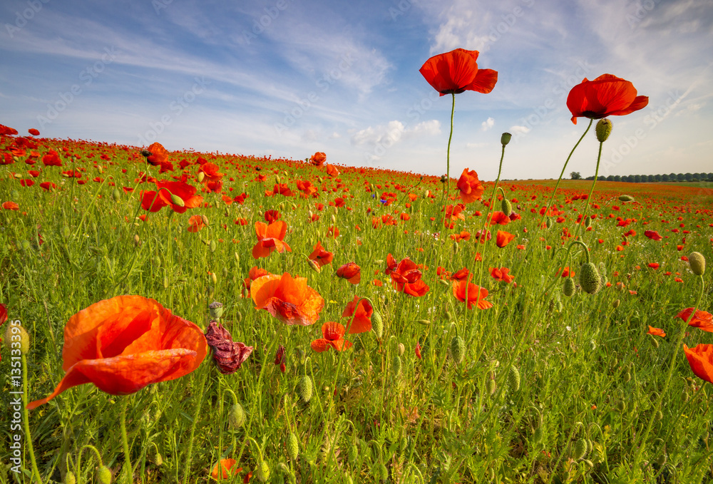 Fototapeta premium Spring meadow of blooming red poppies on a background of beautif