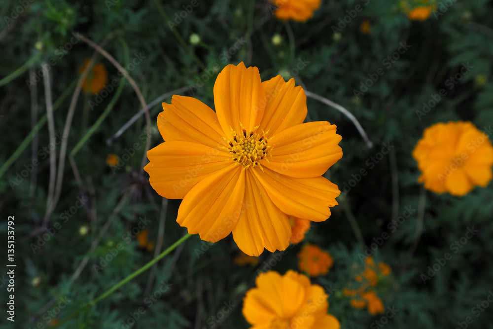 Flower Flower