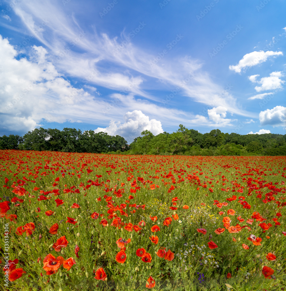 Spring meadow of blooming poppies against a blue sky Spring meadow of blooming poppies against a blue sky