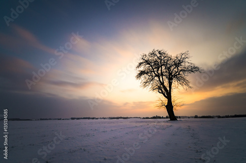 lonely tree on winter field