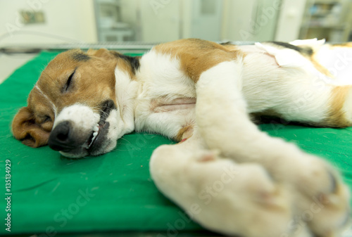 Abeagl dog is general anesthetized by anesthesi ventilto on the operating table in the hospital