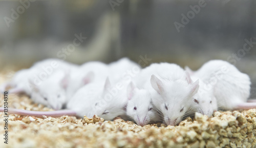 Fototapeta Naklejka Na Ścianę i Meble -  Laboratory white mice were breded in the cage